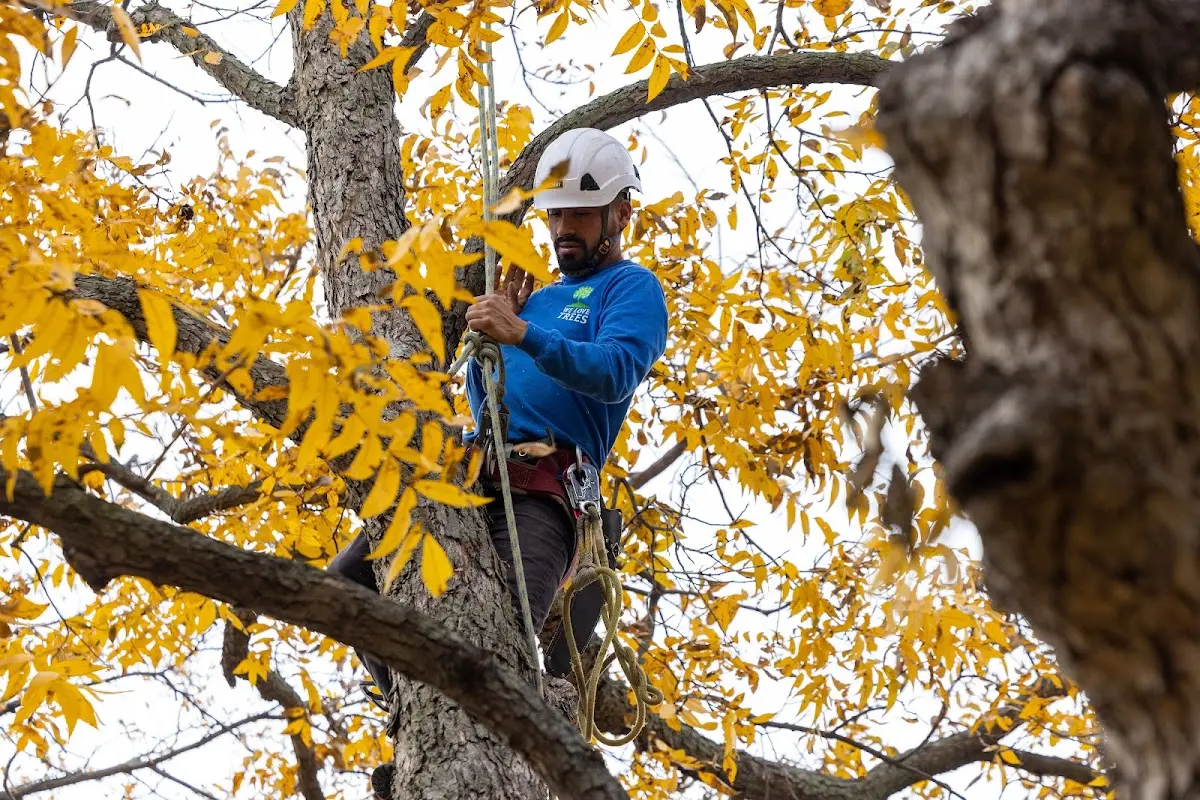 Skilled Storm Damage Cleanup crew working in Seymour